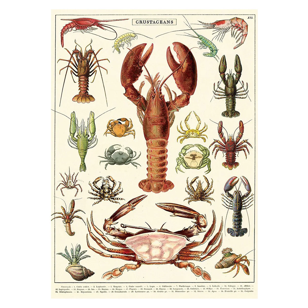 Cavallini Vintage Poster Crustaceans