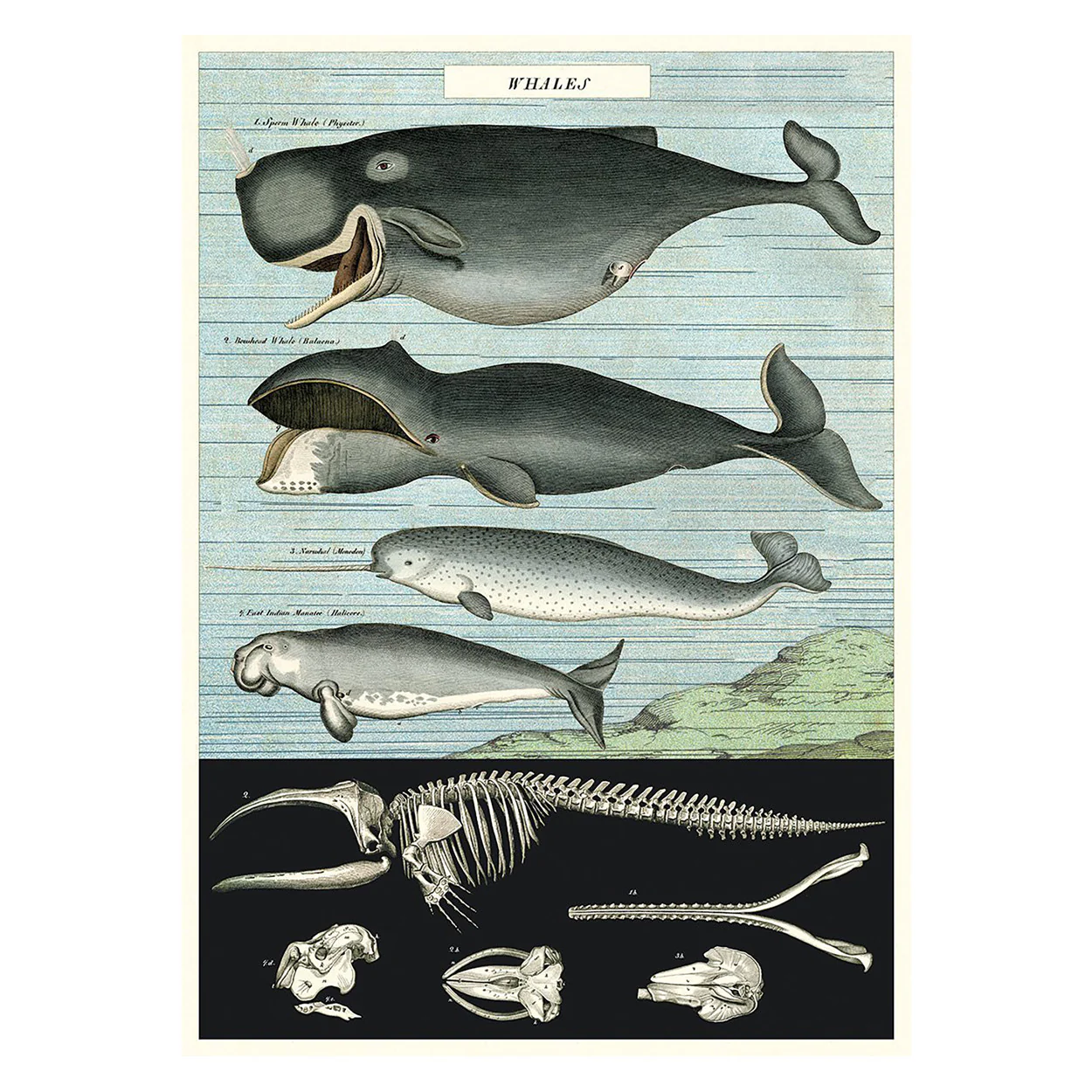 Cavallini Vintage Poster Whale Chart