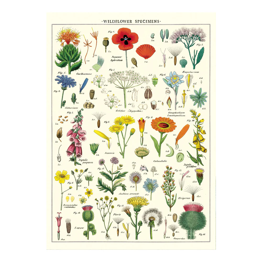 Cavallini Vintage Poster Wildflowers