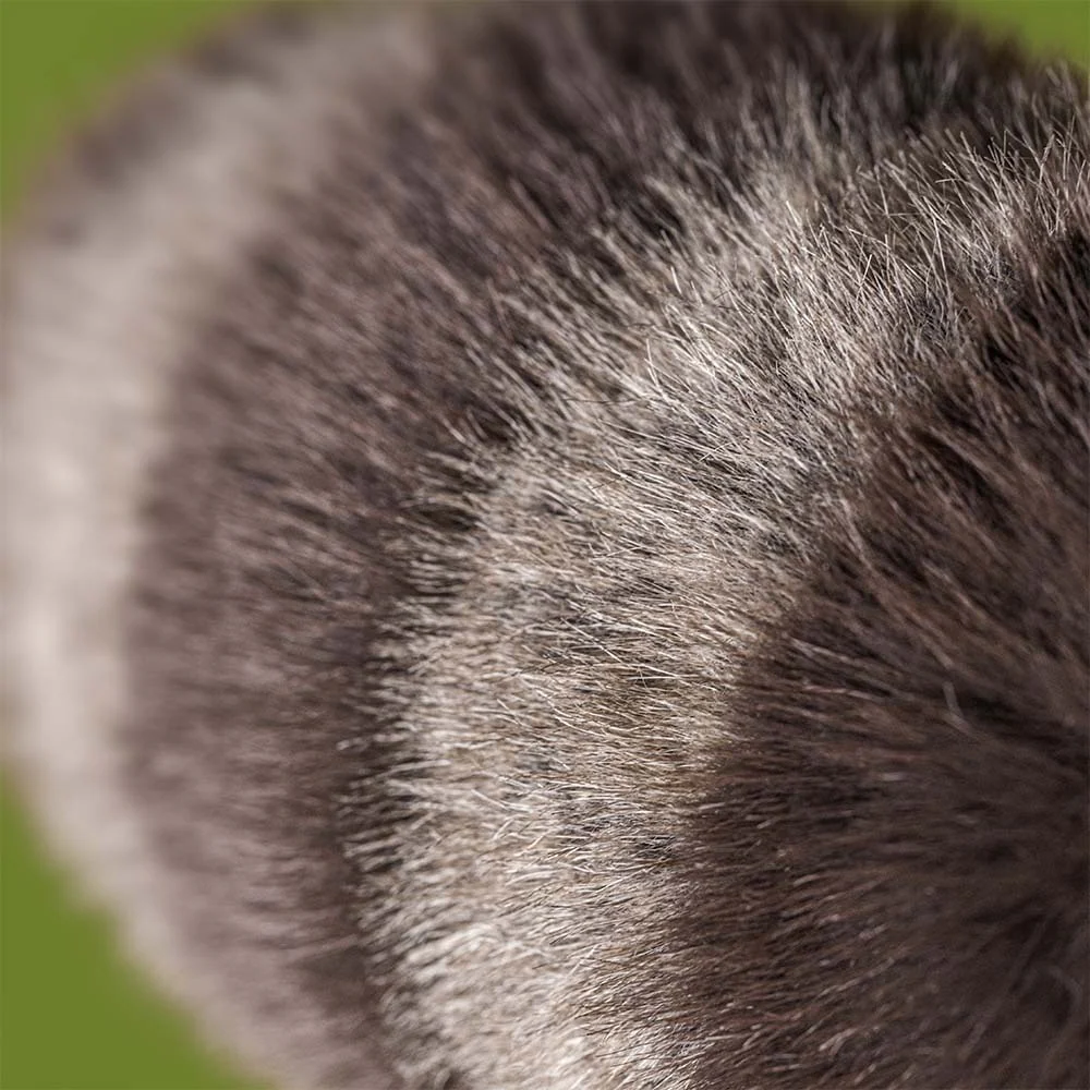 Jellycat Trixiwoo Raccoon - Image 6