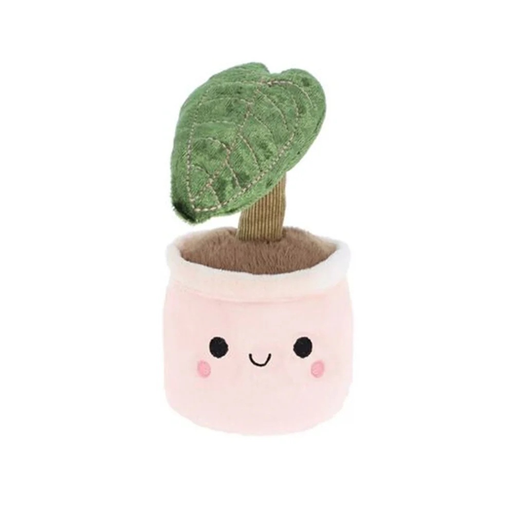 Keel Plant Bobballs Houseplants
