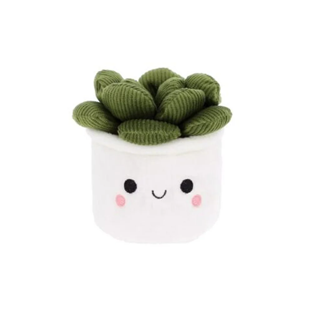 Keel Plant Bobballs Houseplants - Image 6