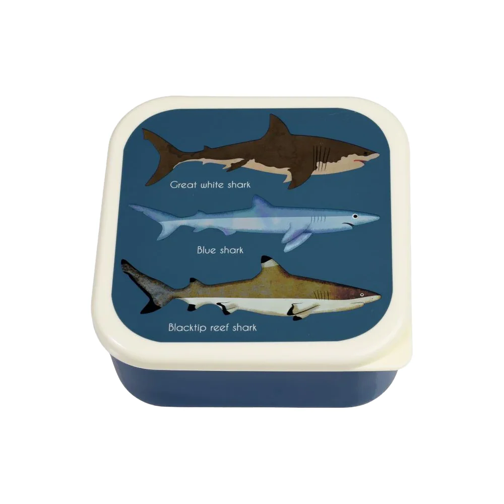 Rex Snack Box Sharks - Image 3